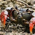 Neosarmatium trispinosum (male) in Aeroglen<br />Canon EOS 7D MKII + EF400 F5.6L